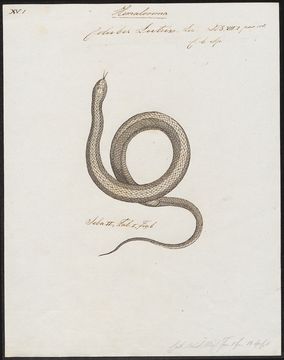 Image of Common Slug Eater