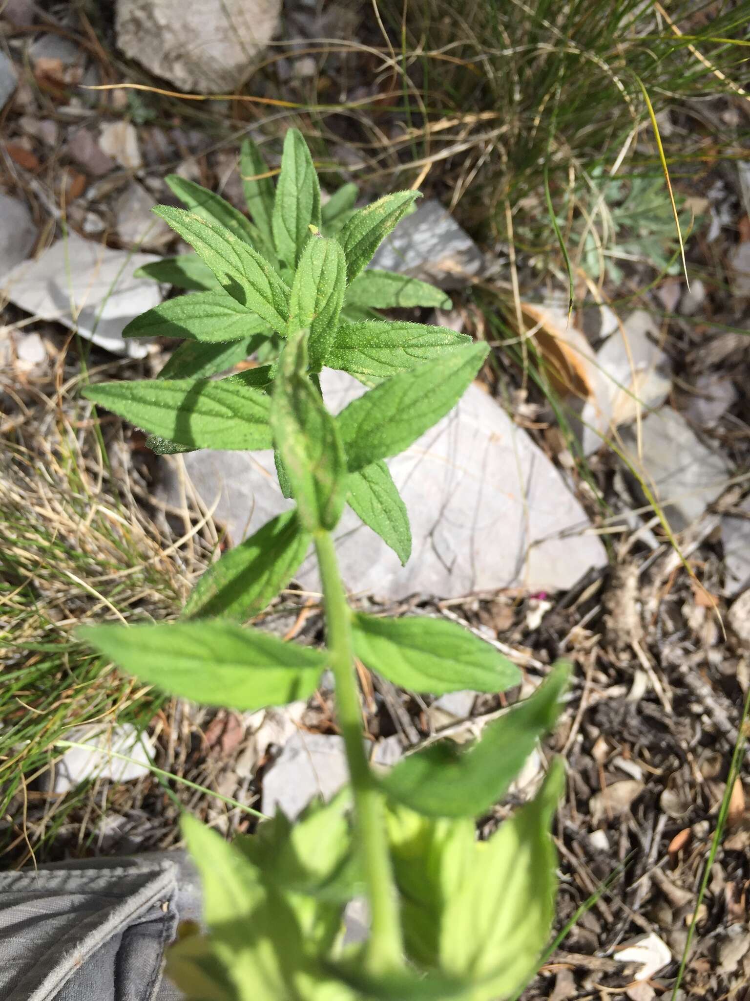 Image of green stoneseed