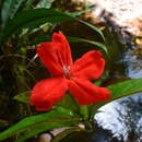 Ruellia affinis (Schrad.) Lindau resmi