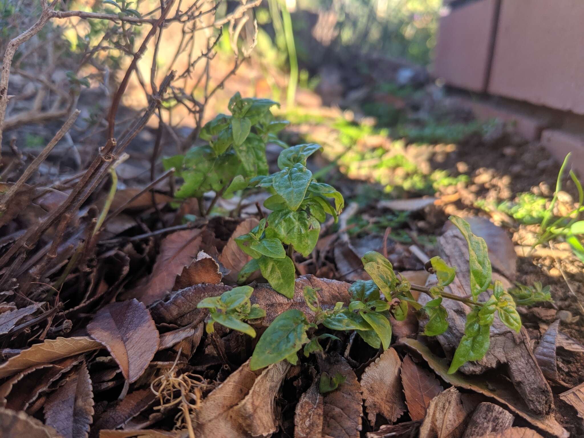 Image of Mentha australis R. Br.