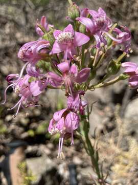 Image of Alstroemeria revoluta Ruiz & Pav.