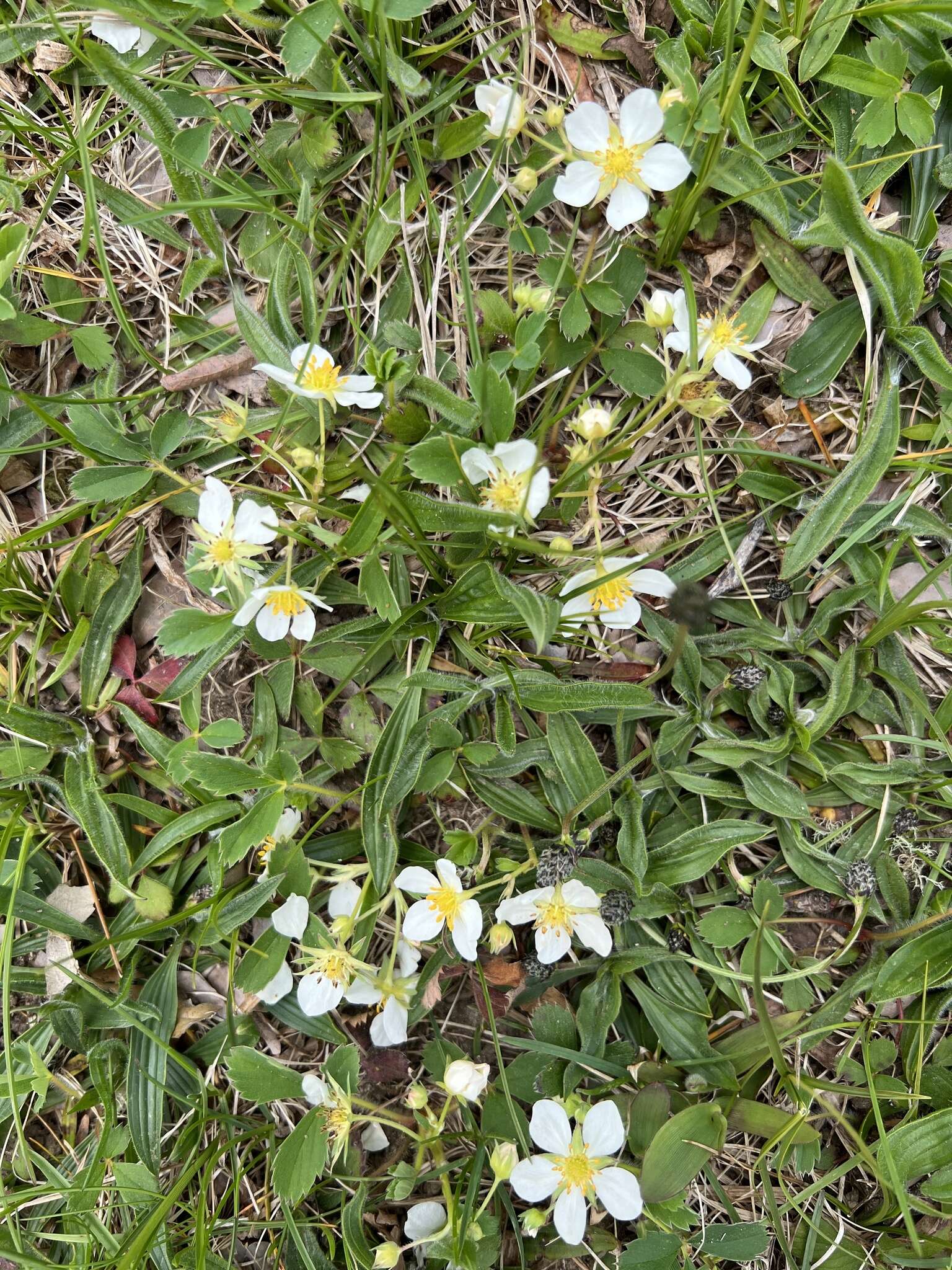 Слика од Fragaria virginiana subsp. virginiana