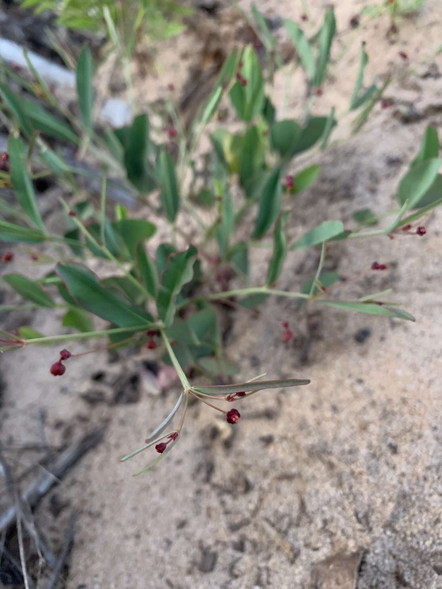 Sivun Euphorbia exserta (Small) Coker kuva