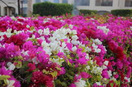 Слика од Bougainvillea