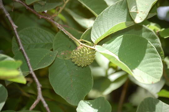 Image de Annona holosericea Saff.