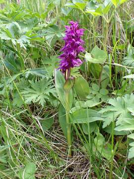 Image de Dactylorhiza aristata (Fisch. ex Lindl.) Soó