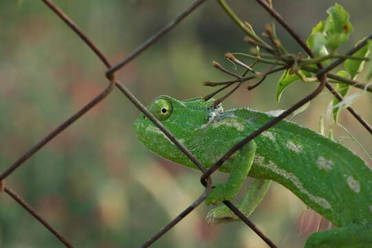 Image of Chamaeleo chamaeleon chamaeleon (Linnaeus 1758)