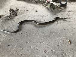 Image of Bangweulu Water Snake