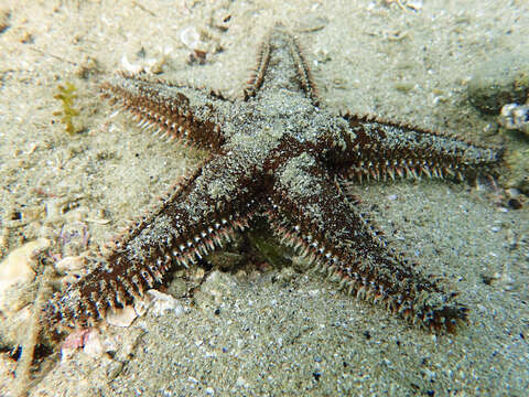 Image of Astropecten polyacanthus Müller & Troschel 1842