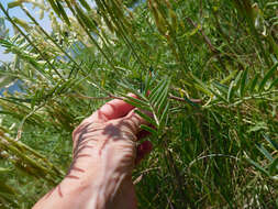 Imagem de Astragalus racemosus Pursh