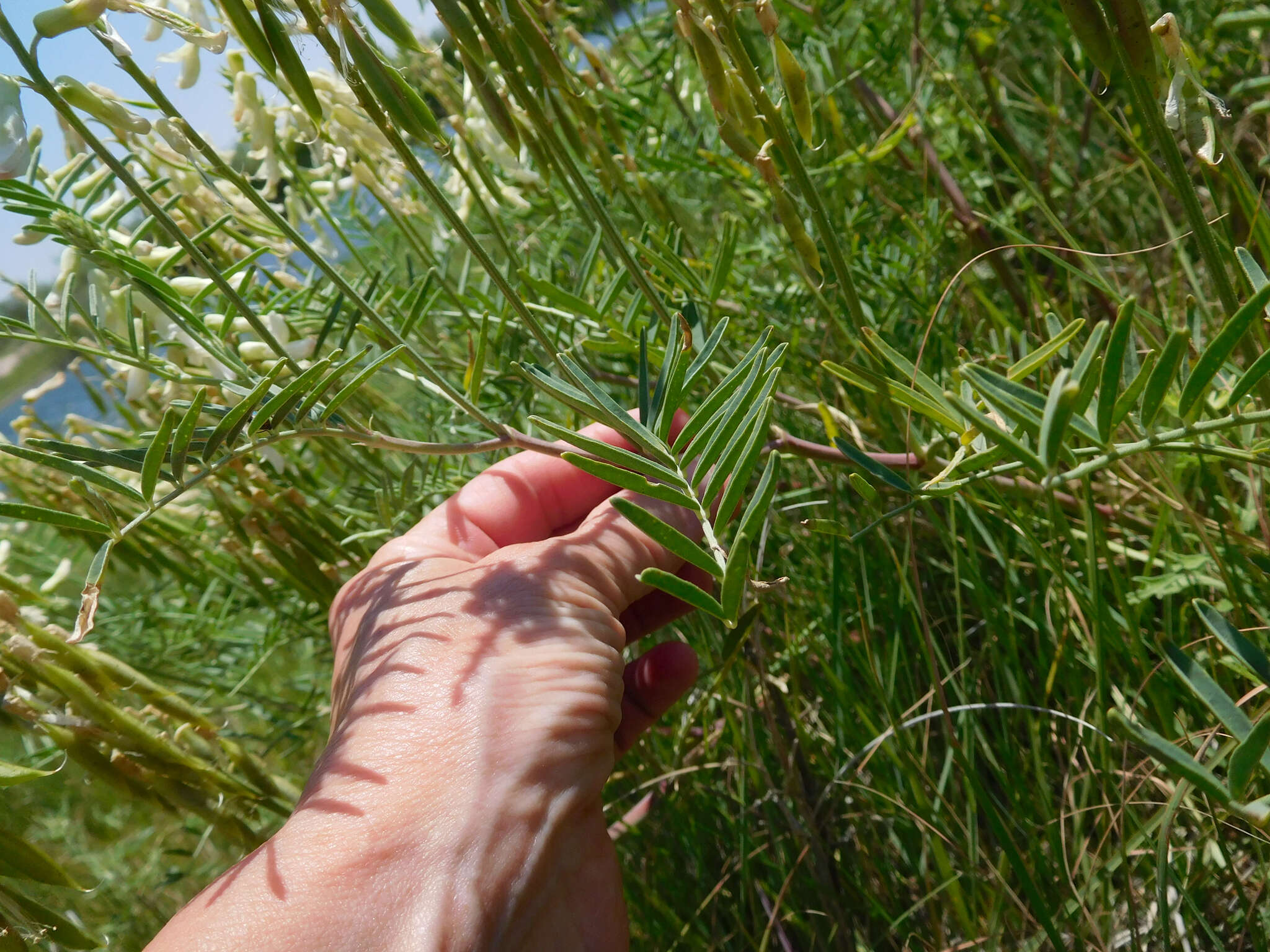 Imagem de Astragalus racemosus Pursh