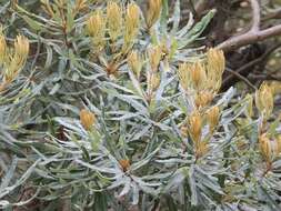 Image of Banksia seminuda (A. S. George) B. L. Rye