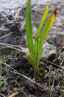 Image of Colchicum kesselringii Regel