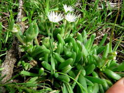 Image of Delosperma lootsbergense Lavis