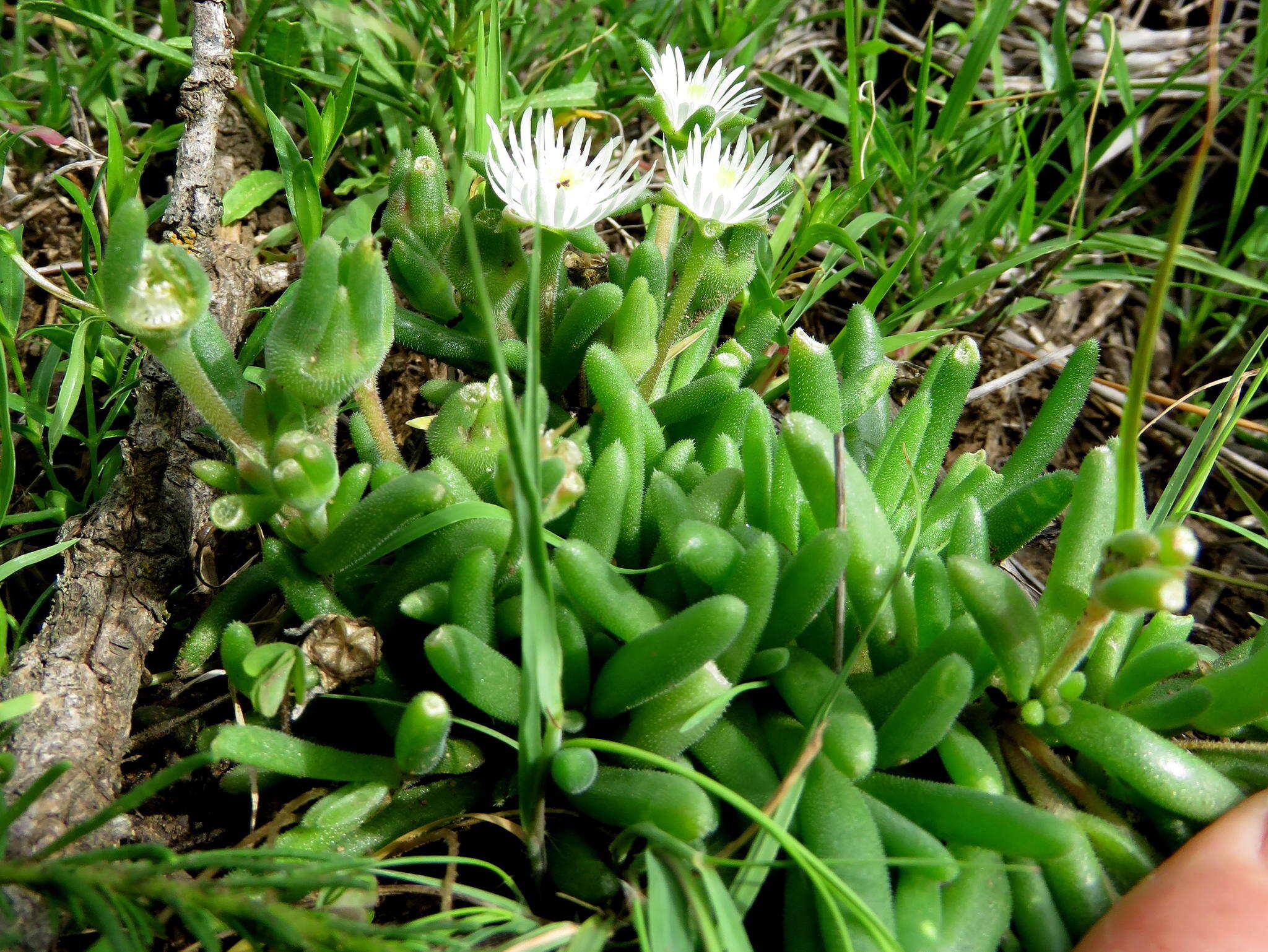 Image of Delosperma lootsbergense Lavis