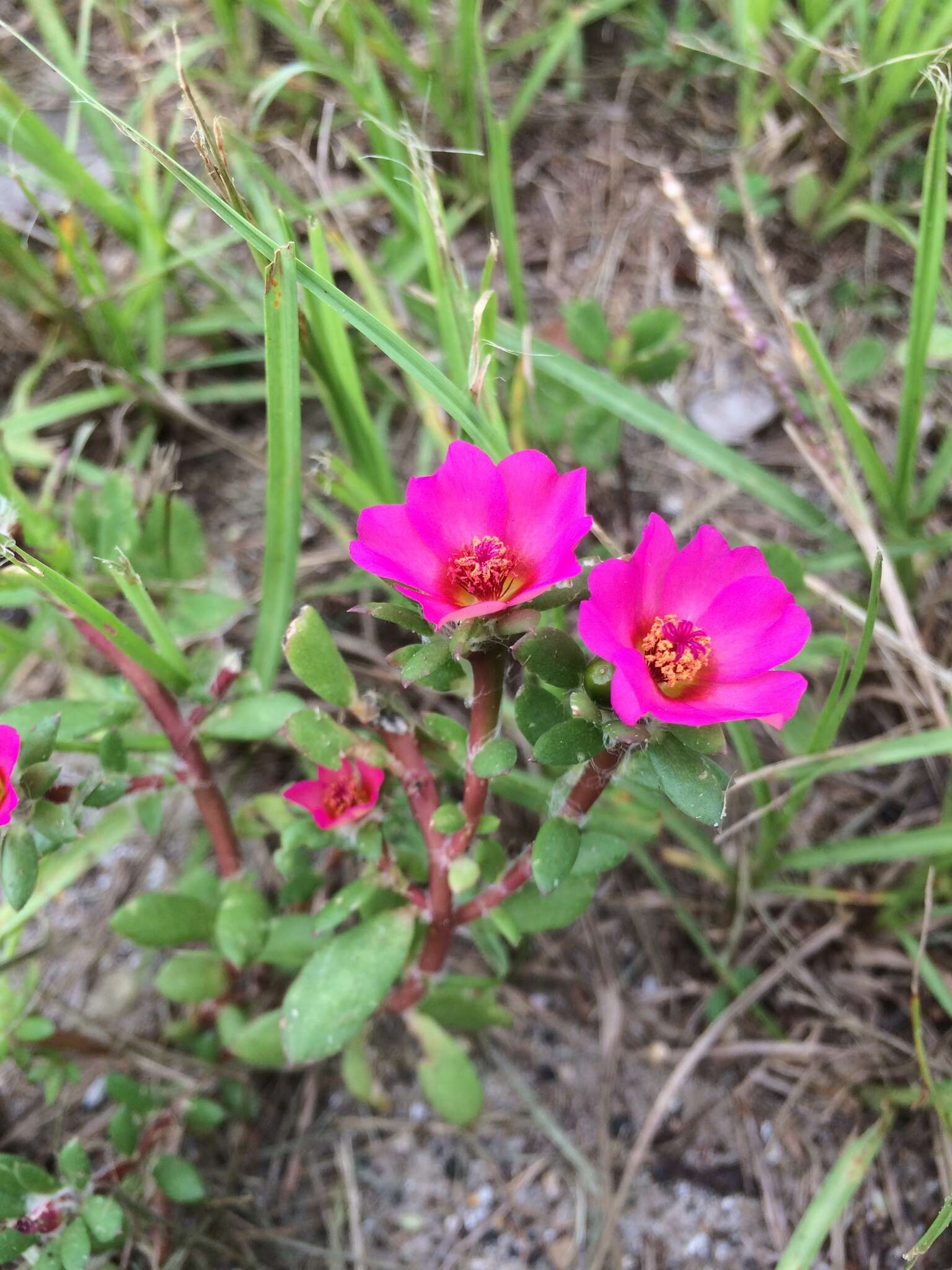 Image of Paraguayan purslane