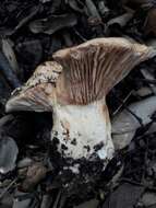 صورة Lactarius acerrimus Britzelm. 1893