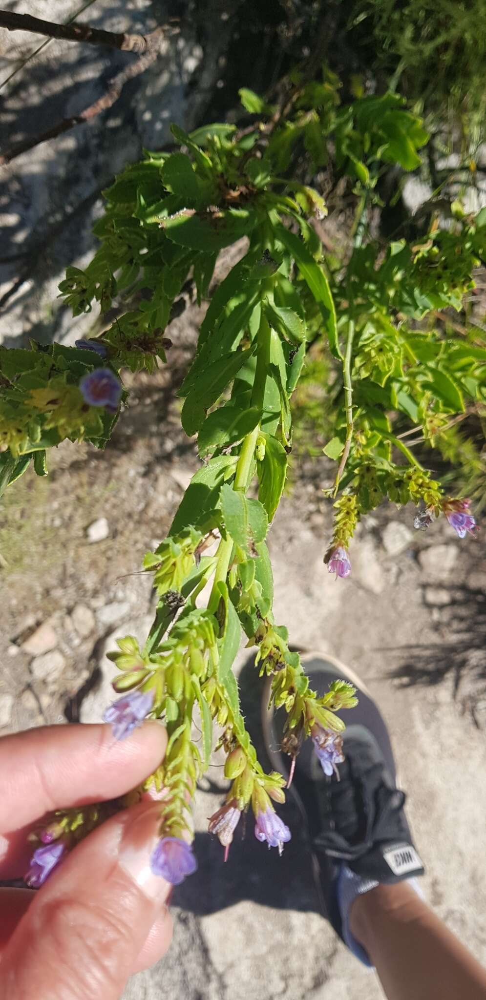 Lobostemon laevigatus (L.) Buek resmi