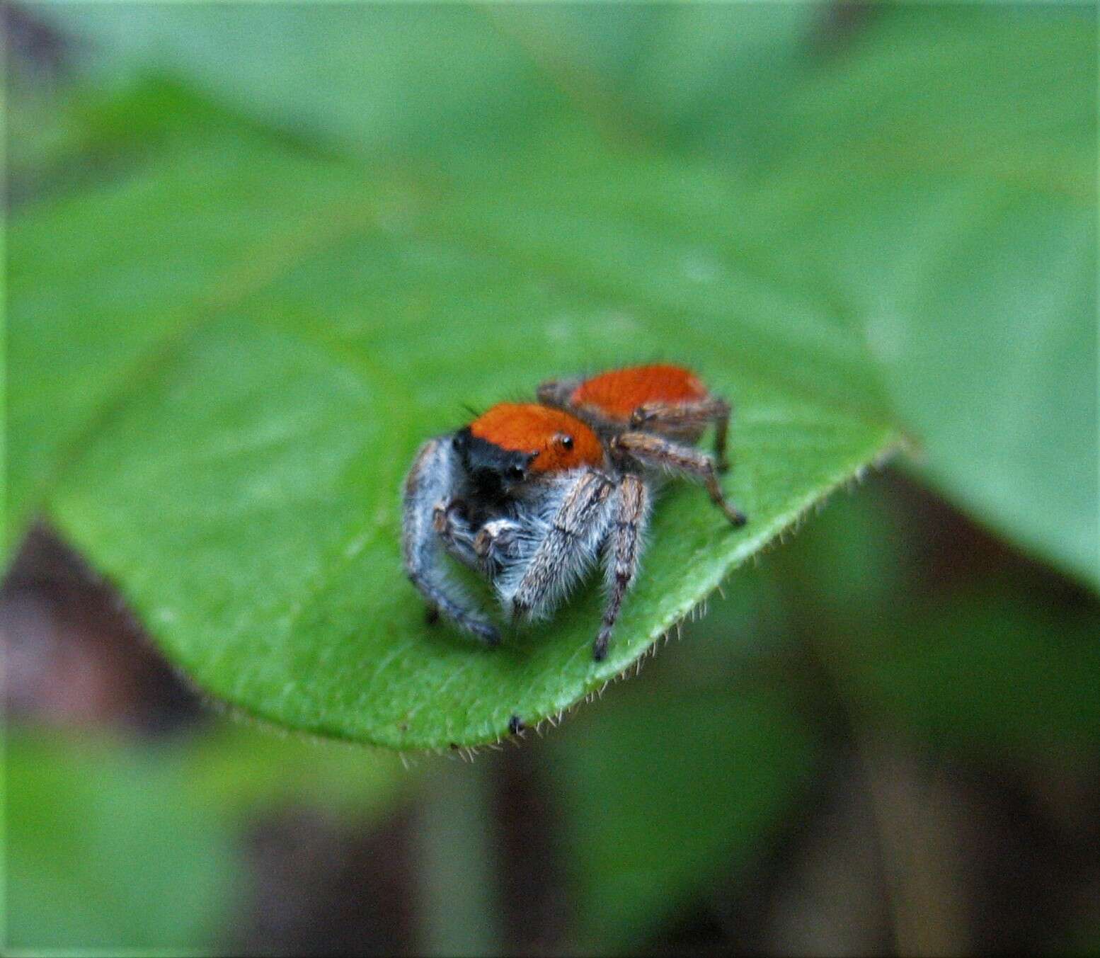 Plancia ëd Phidippus whitmani Peckham & Peckham 1909