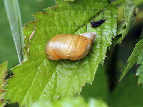 Image of amber snail