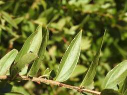 Image of Coriaria myrtifolia L.