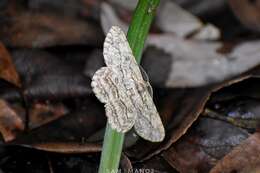 Image of Hypomecis transcissa Walker 1860