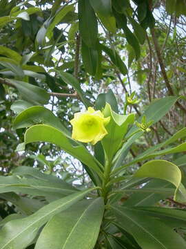 Image of Cascabela gaumeri (Hemsl.) H. Lippold