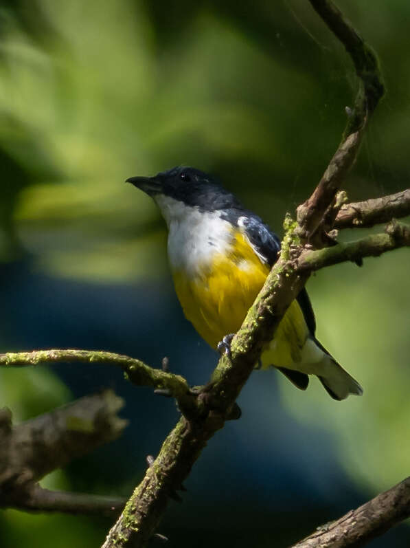 Image of Legge's Flowerpecker