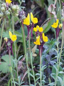 Image of Linaria amethystea subsp. multipunctata (Brot.) Chater & D. A. Webb