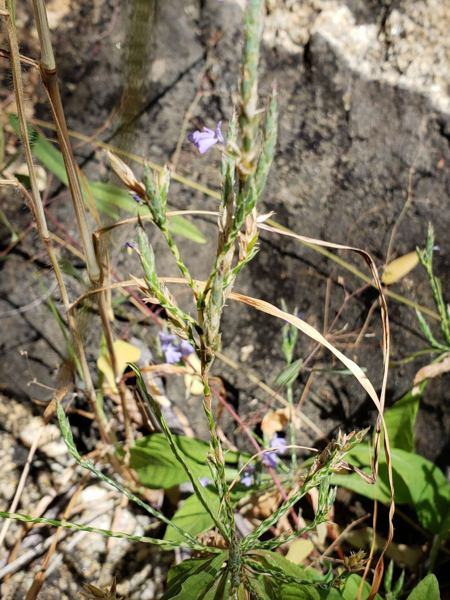 Elytraria imbricata (Vahl) Pers. resmi