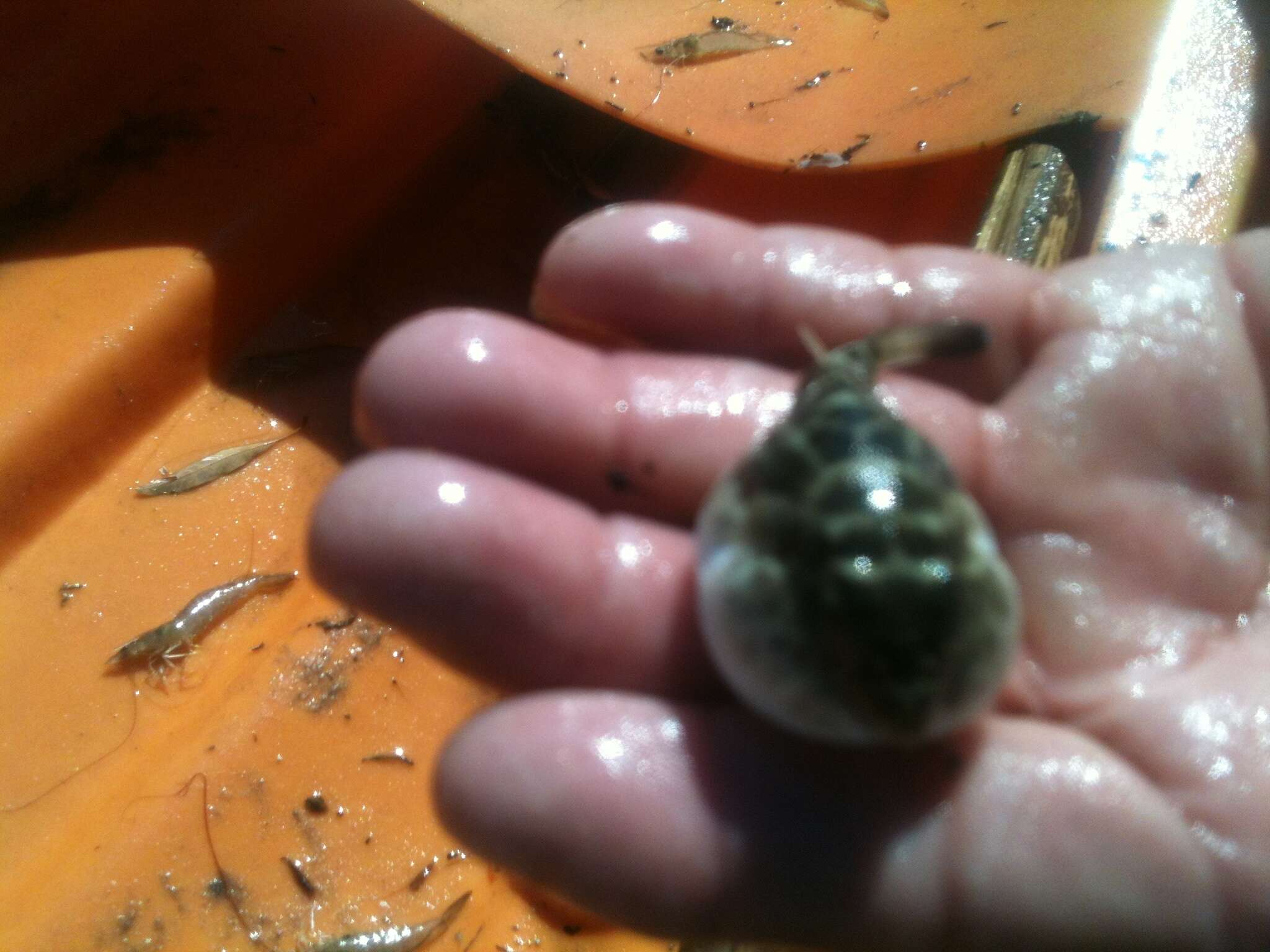 Image of Bullseye Puffer