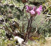 Image of pink lousewort