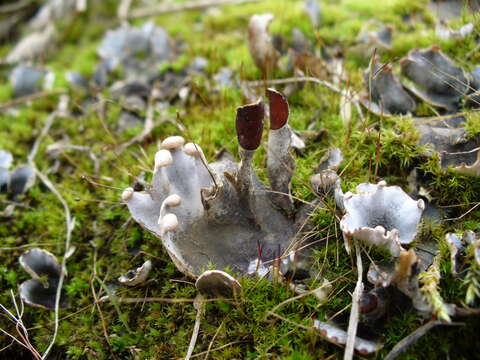 Image of felt lichen