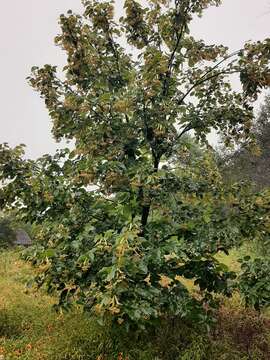 Image de Tilia americana var. caroliniana (Mill.) E. Murray