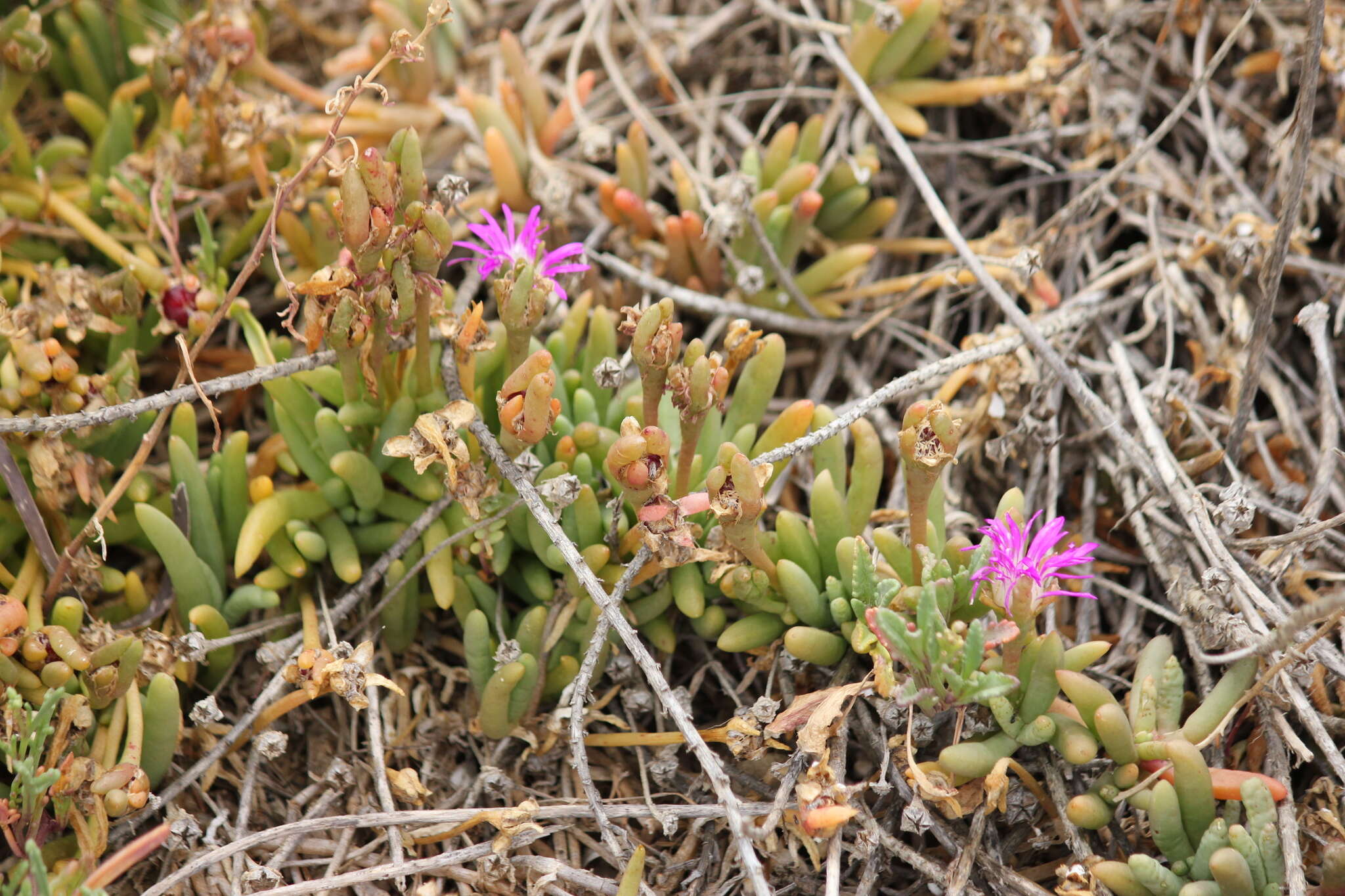 Imagem de Disphyma clavellatum (Haw.) R. J. Chinnock