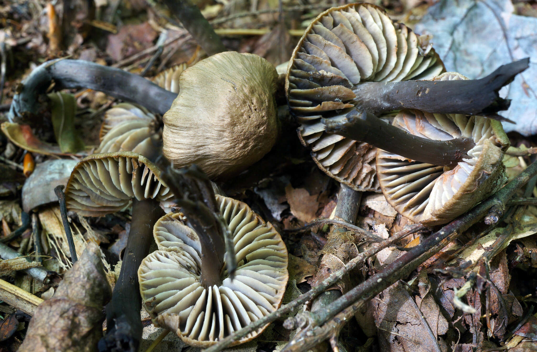 Imagem de Hygrocybe ovina (Bull.) Kühner 1926