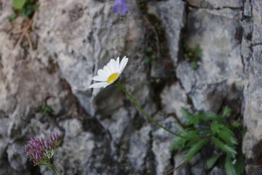 Слика од Leucanthemum atratum (L.) DC.