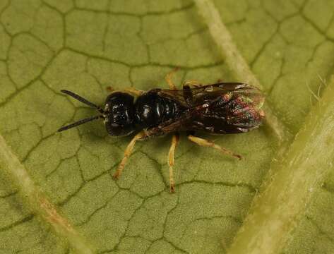 Image of Anacrabronina Ashmead 1899