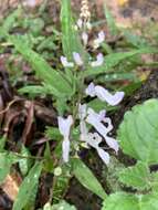 Image of whorled plectranthus