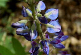 Image of White Mountain lupine