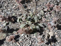 Image of Charleston phacelia