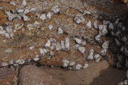 Image of Rock oyster