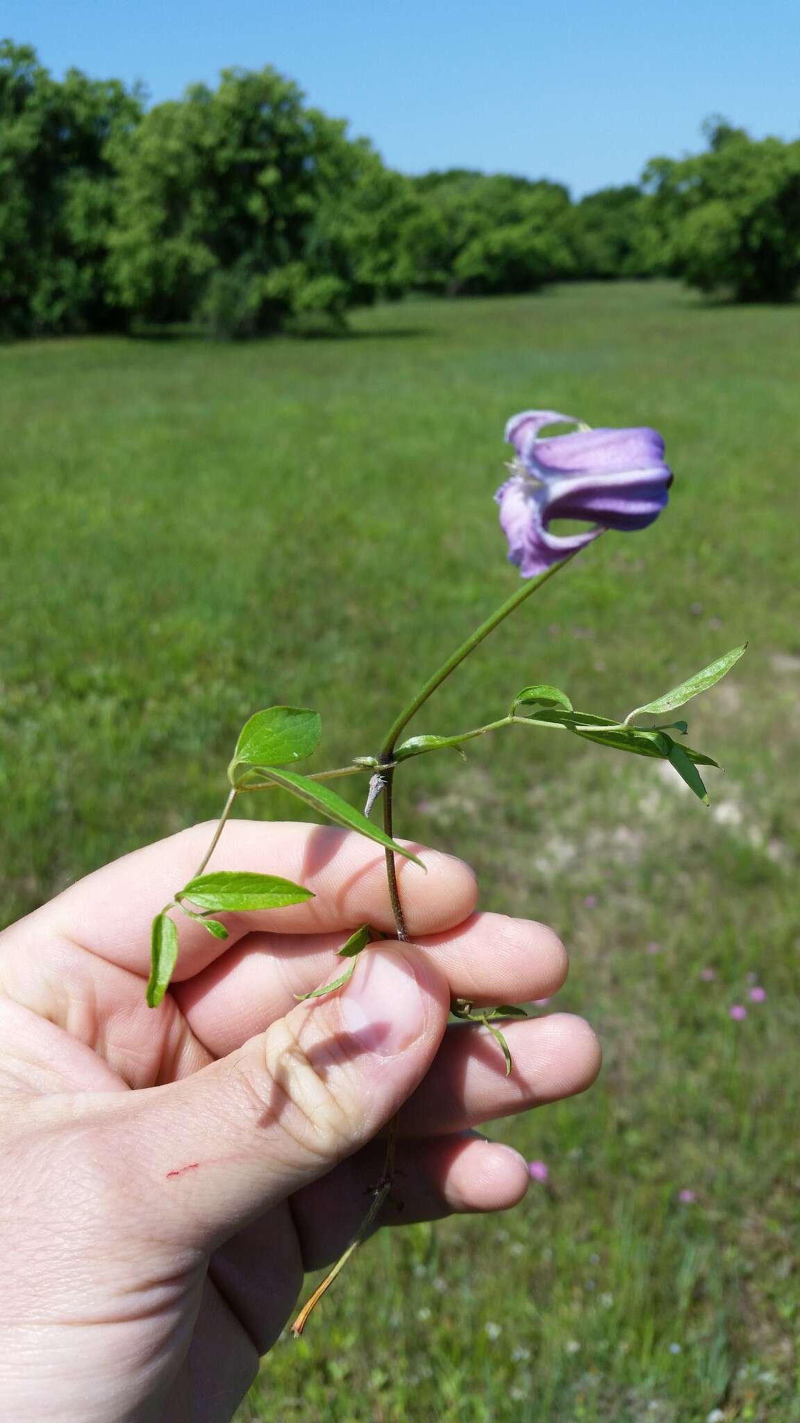 Image of swamp leather flower