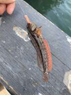 Image of One-Spot Fringehead