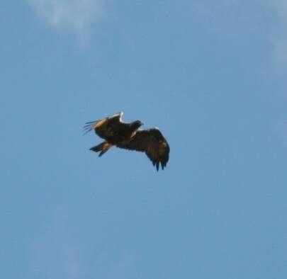 Image of Spanish Imperial Eagle