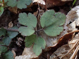 <i>Ranunculus <i>hispidus</i></i> var. hispidus的圖片