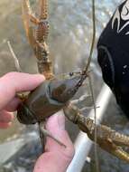 Image of Big Water Crayfish