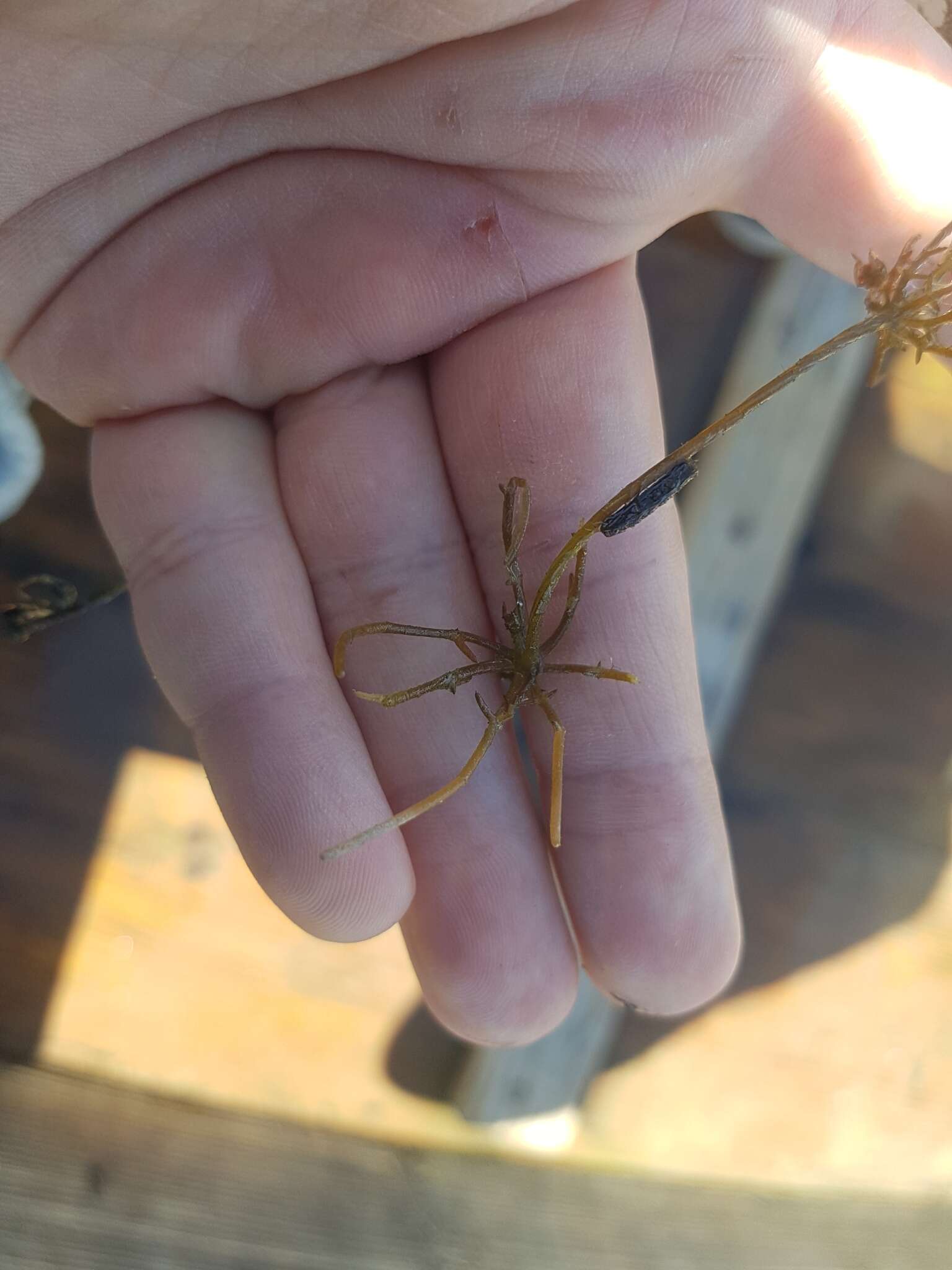 Image of Coral Stonewort