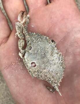 Image of blood-spotted swimming crab