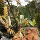 Polycycnis muscifera (Lindl. & Paxton) Rchb. fil.的圖片